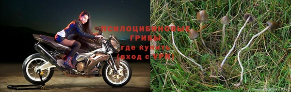 амф Кодинск