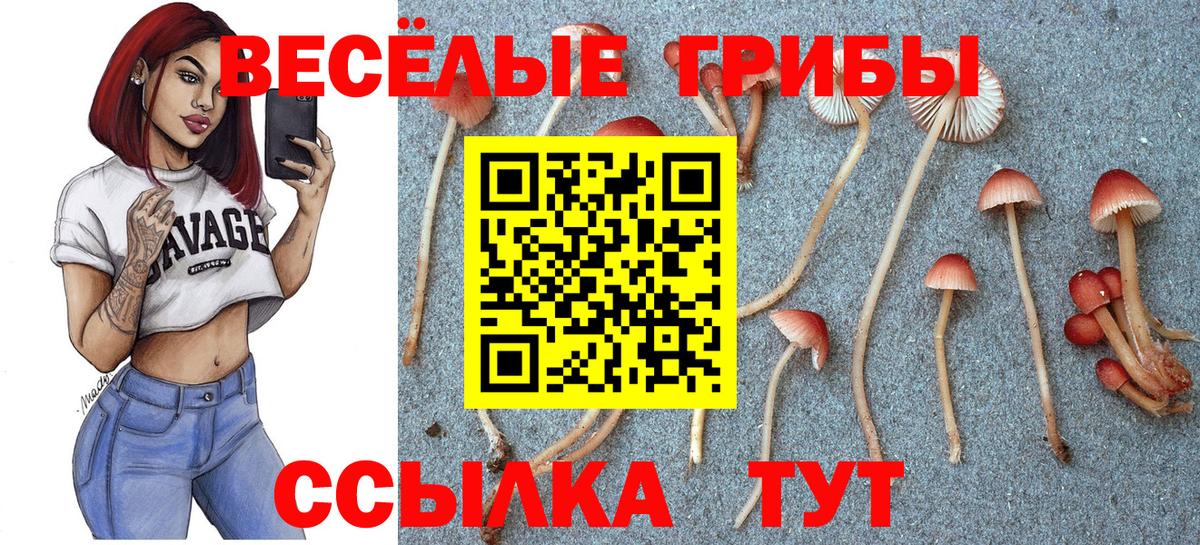 Псилоцибиновые грибы Psilocybe Солнечногорск